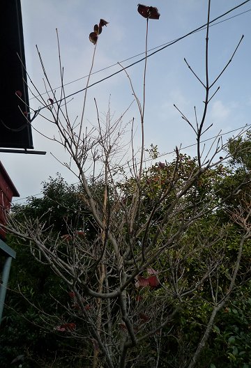 d0030373_13162980.jpg