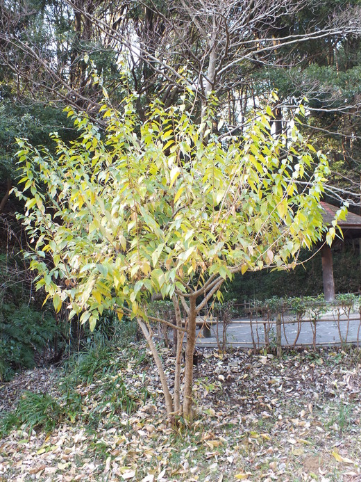 e0145782_16405318.jpg