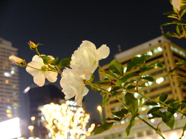 c0046587_21122226.jpg