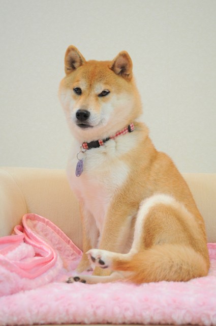 かぼす家2011年10大ニュース!!_a0126590_047434.jpg