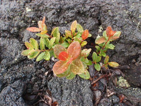 Big Island ②_b0164291_14591053.jpg