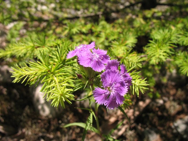 a0246703_0342499.jpg
