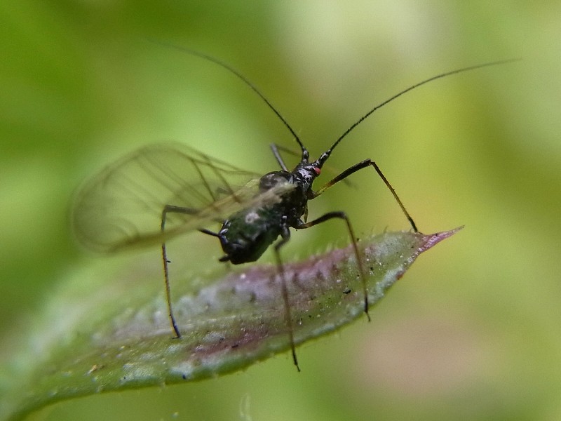 d0010008_2044251.jpg