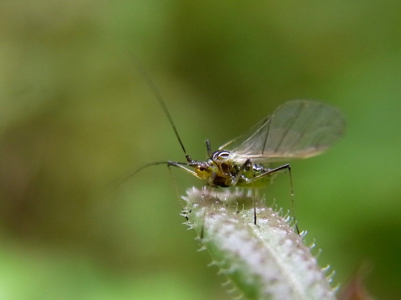 d0010008_20443218.jpg