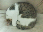 c0052756_16455862.jpg