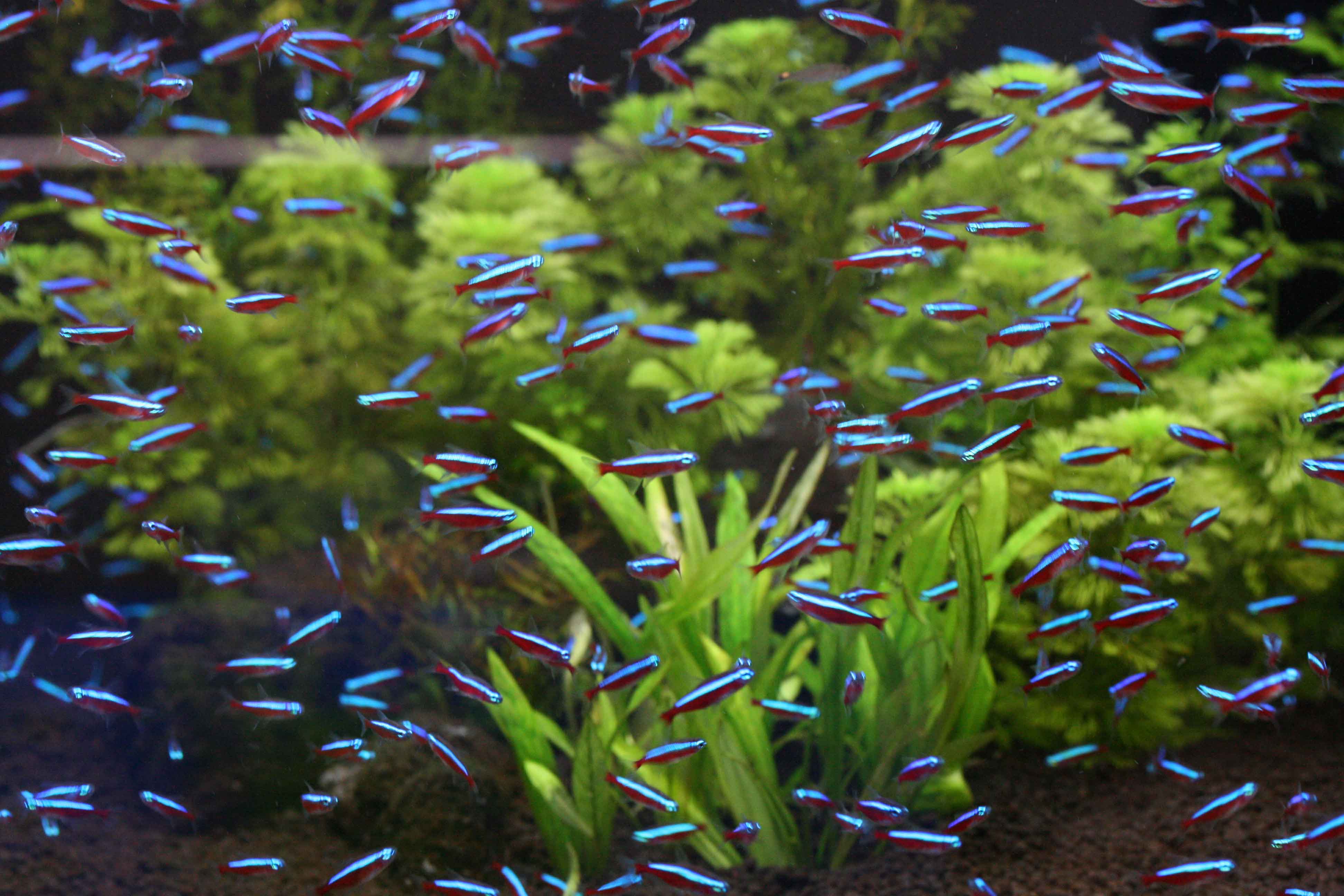 新春セールでちゅわ ビーボックスアクアリウム松戸店 熱帯魚 水草情報 新春セールでちゅわ ビーボックスアクアリウム松戸店 熱帯魚 水草情報