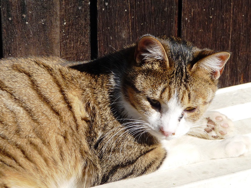 日だまりのねこ_d0042474_17345888.jpg