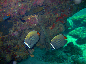 2012初もぐり_f0144385_2043126.jpg