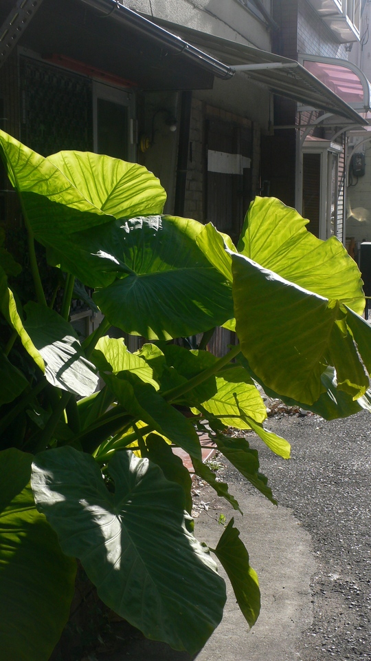 d0055397_202888.jpg