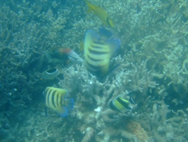 a0043520_552037.jpg