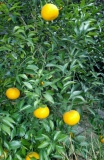 c0051032_05080.jpg