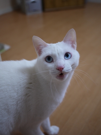 猫のお友だち vieくん編。_a0143140_2147812.jpg