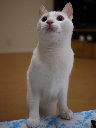 猫のお友だち vieくん編。_a0143140_2150368.jpg