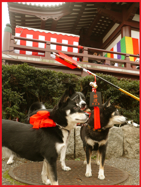 謹賀新年。初詣で。_e0236072_2251656.jpg