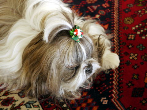 c0090198_446416.jpg