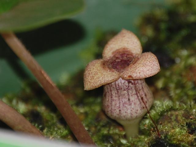 尖閣寒葵(センカクカンアオイ) : 花の仲間調べ 尖閣寒葵(センカクカンアオイ) : 花の仲間調べ