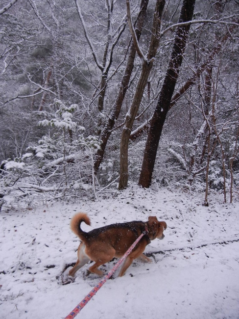 2012年1月3日（火）　雪の初もうで_a0216142_1227353.jpg