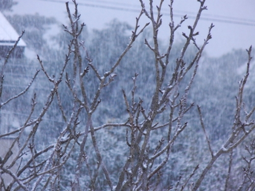 2012年1月3日（火）　雪の初もうで_a0216142_12323856.jpg