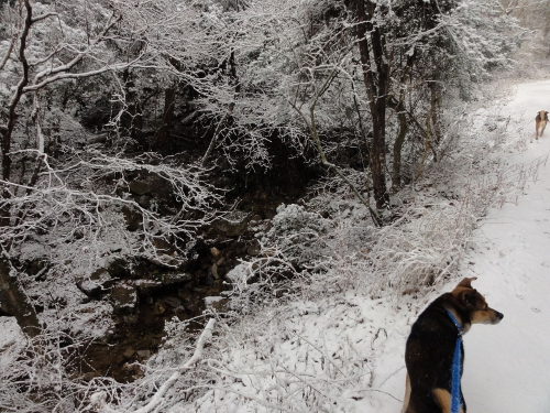 2012年1月3日（火）　雪の初もうで_a0216142_12344910.jpg