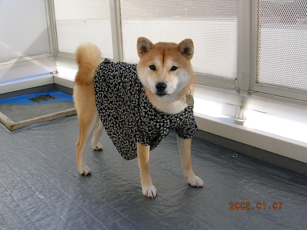 2012年1月3日(火)もう凛々しいなんて言わせないなのよ~!_f0060461_19511318.jpg