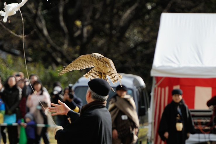 浜離宮恩賜庭園 ~放鷹術~_f0222161_22365252.jpg