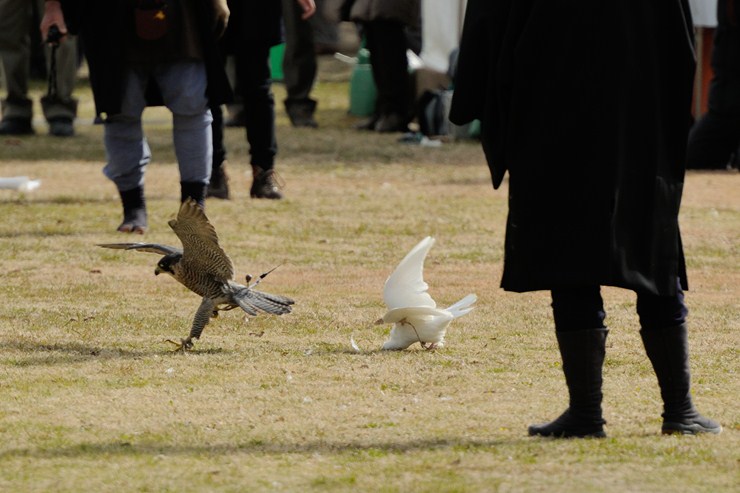 浜離宮恩賜庭園 ~放鷹術~_f0222161_22372640.jpg