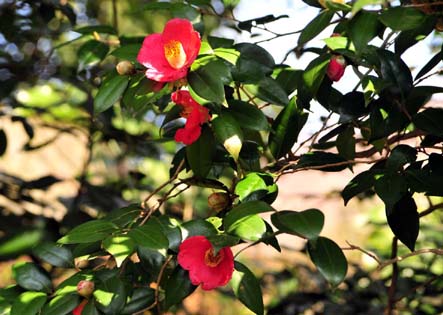 繊細な樹形と優しい枝葉 山採り ヤブツバキ 688 樹高2.0m位 薮椿 藪椿