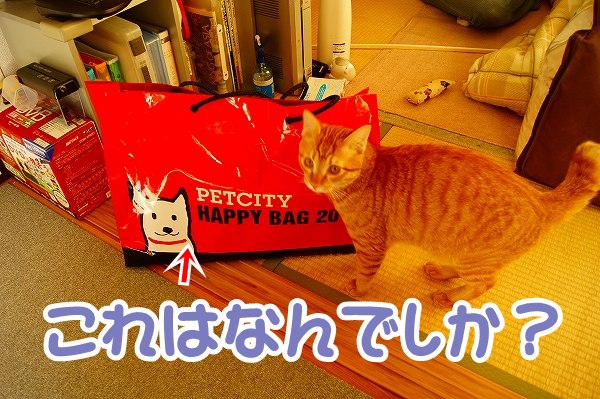 あけましておめでとうございます!_a0201967_19262994.jpg