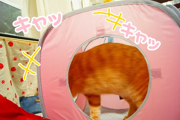 あけましておめでとうございます!_a0201967_19264227.jpg