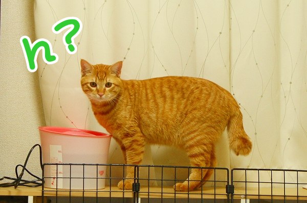あけましておめでとうございます!_a0201967_19265164.jpg