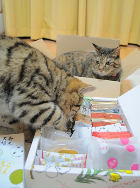 食べきれません!_a0126590_2325437.jpg