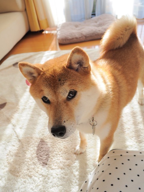 窮屈な幸せ_a0126590_920506.jpg