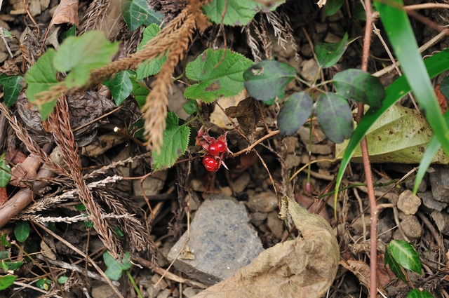 b0217090_6172435.jpg