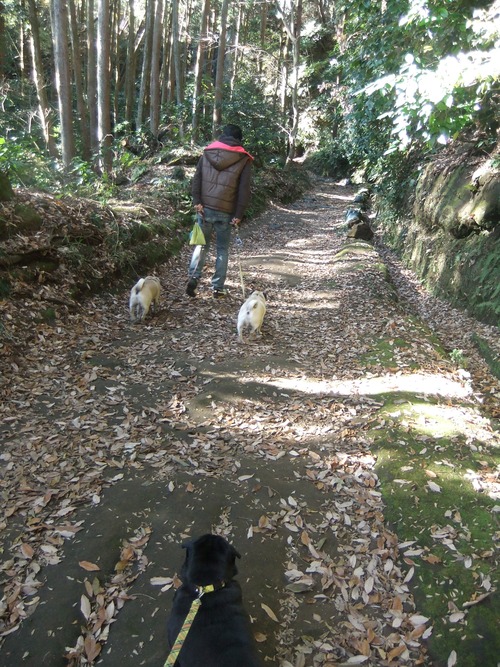 鎌倉霊園～朝比奈切通_f0063791_17595855.jpg