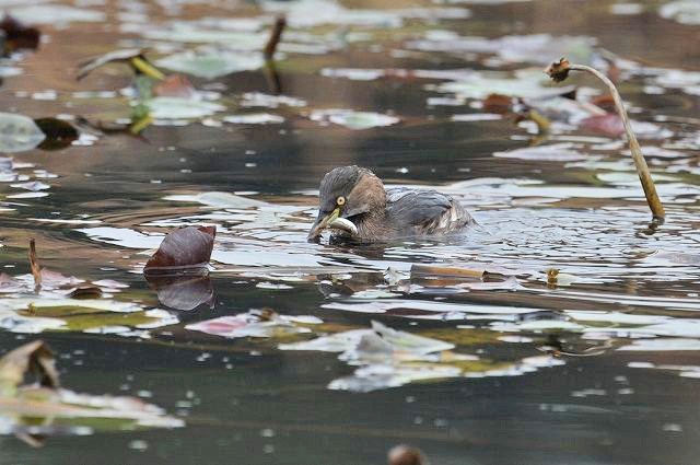 冬羽のカイツブリさん・・・_a0117893_2038121.jpg