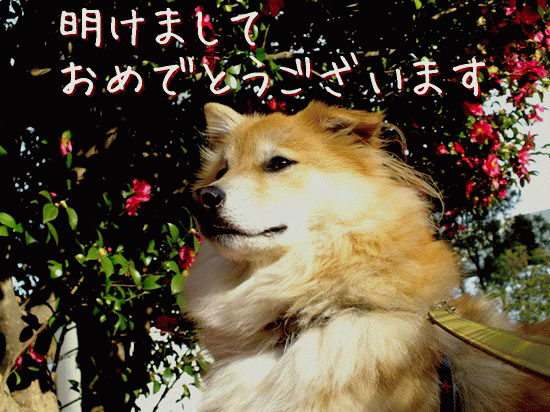 e0242804_16183318.gif