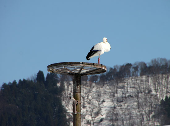 コウノトリ公園_e0048413_22261329.jpg