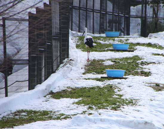 コウノトリ公園_e0048413_2226233.jpg