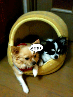 f0202818_1952937.gif