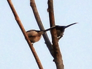 f0232920_16101454.gif