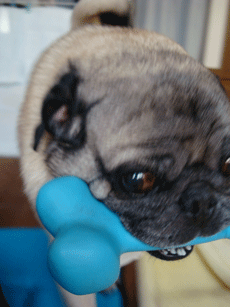 f0232522_20232064.gif