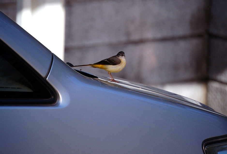 鳥が来ると縁起が良いって 恋するお菓子