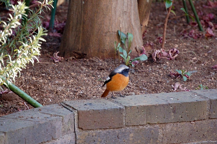 鳥が来ると縁起が良いって 恋するお菓子