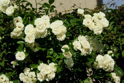 f0170524_11213721.jpg