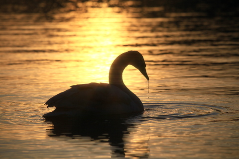 白鳥の湖_c0198030_035931.jpg