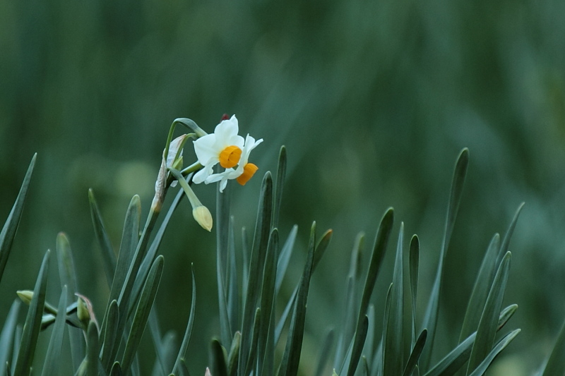 今月の花　（１月）_f0037633_18205157.jpg