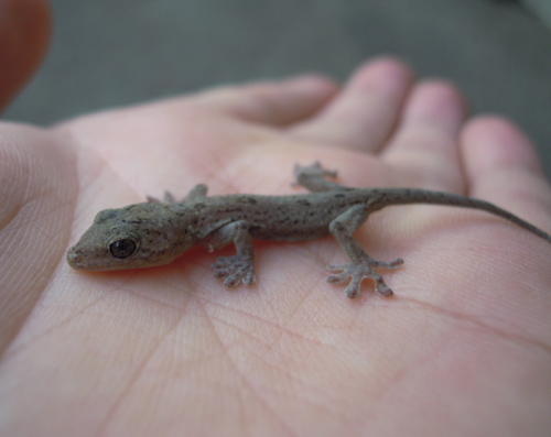 初ヤモリを拾ったどー だって おばちゃんだもん