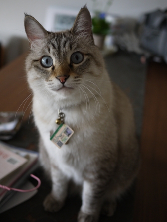 猫のお友だち リュウちゃんちびくんさくらちゃん編。_a0143140_19195263.jpg