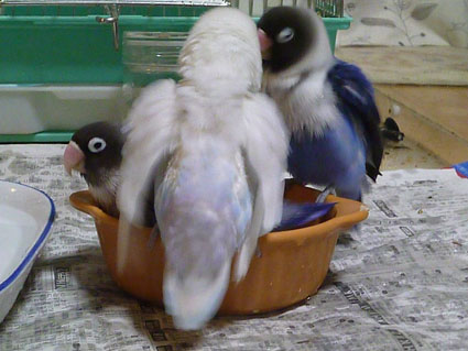 あけおめコトよろ_e0147757_23362279.jpg