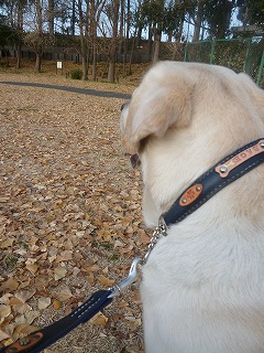 dog goods オーダーメイドのカラー&リード♪_a0165160_694338.jpg
